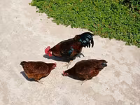 Chickens — Foto 3