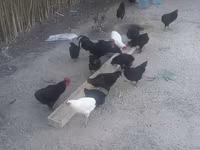 Chickens — photo 1