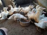 Ducks — zdjęcie 5