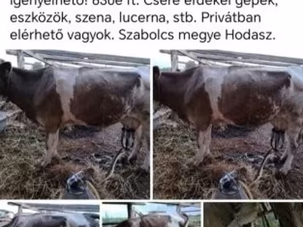 Sigir, Simmental cattle