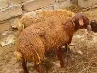 Qoç, Qoyunlar — foto 2
