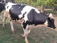सांड, Russian Black pied cattle — फ़ोटो 8