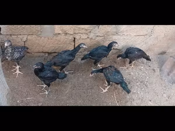 Guinea fowl
