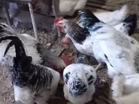 Chickens — الصورة 2