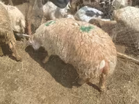 Sheep, Sheep — photo 2