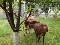 Carneiro, Ovelhas — foto 1