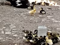 Ducks — 照片 5