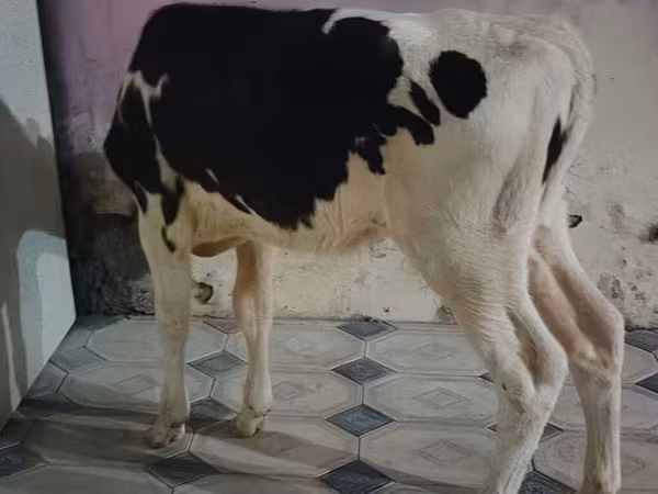 गाय, गोलस्टीन नस्ल