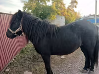 Yegua, Shetland Pony — foto 2