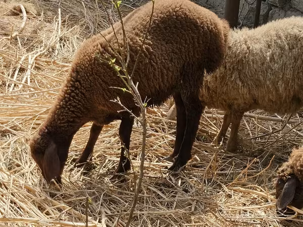 Qoyunlar (partiya, cinsi göstərilməyib), Karabakh sheep