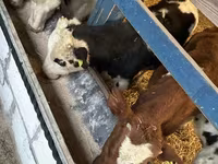 أبقار (دفعة، الجنس غير محدد), Russian Black pied cattle — الصورة 5