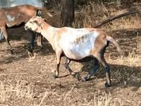 母羊, Cameroon sheep — 照片 3