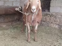 Qoç, Qoyunlar — foto 4