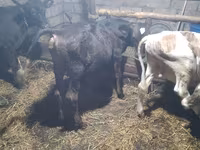 Bull, Cattle — photo 4