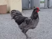 أوسترالورب — الصورة 1