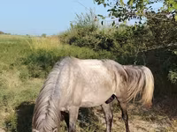 At, Atlar — foto 4