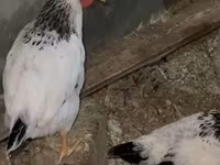 Chickens — Foto 3
