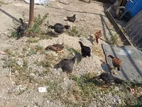 Chickens — الصورة 3