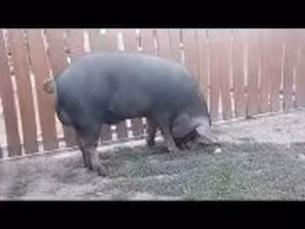 Kanec, Беркшир