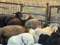 Sheep, Edilbay sheep — photo 6