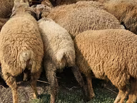 Schafe (Partie, Geschlecht nicht angegeben), Karabakh sheep — Foto 2