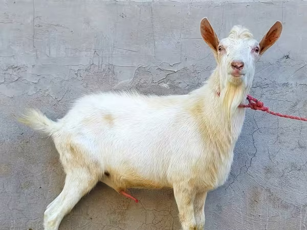 Billy Goat, Dutch Landrace goats