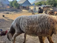 Oveja, Arashan sheep — foto 7