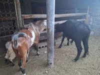 Dişi keçi, Nubian Goat — foto 1