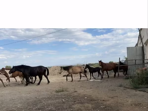 Toychoq, Horse breed