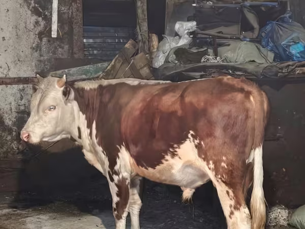 Cow, Simmental cattle
