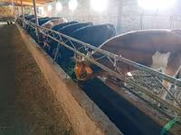 Krava, Swiss cattle — foto 5