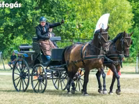 Koń, Nonius horse — zdjęcie 5