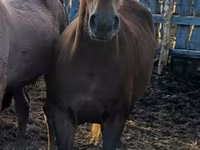 خيول (دفعة، الجنس غير محدد), Horse breed — الصورة 5