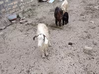 Goat, Goats — photo 4