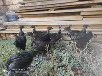Chickens — photo 5