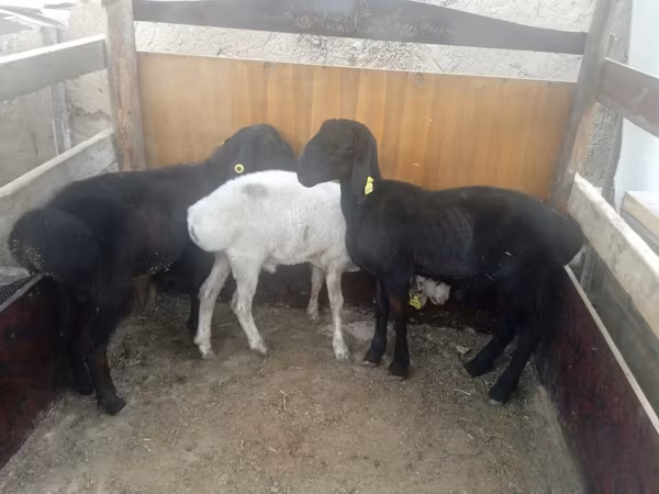 Sheep (batch, sex not specified), Sheep