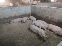 Խոզի միս, Խոզի միս անմիջապես ֆերմայից — фото 3