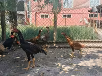 Chickens — photo 6