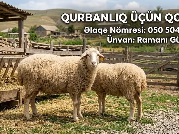 Qoyunlar (partiya, cinsi göstərilməyib), Qoyunlar — Azərbaycan