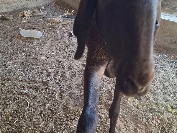Schaf, Arashan sheep