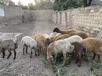 Ram, Sheep — photo 3