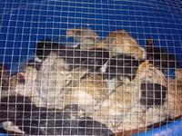 Turkeys — photo 2