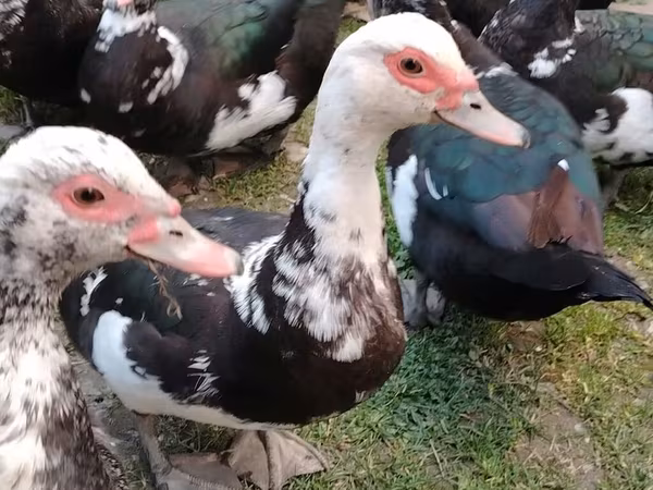 Ducks — Azərbaycan