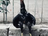Guinea fowl — foto 1