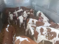 ثور, Simmental cattle — الصورة 2