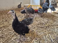 Turkeys — photo 3
