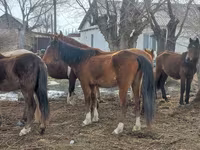 Klisna, Kazakh horse — foto 2