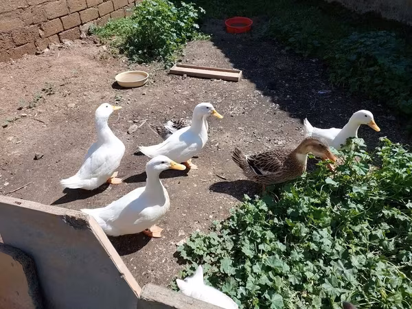 German Pekin — Azerbaijan