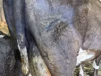 Vaca, Swiss cattle — foto 3