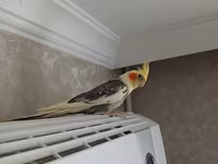 Nimfa (cockatiel) tutuquşu və qəfəs dəsti - Növ: Nimfa (cockatiel) – — 照片 2